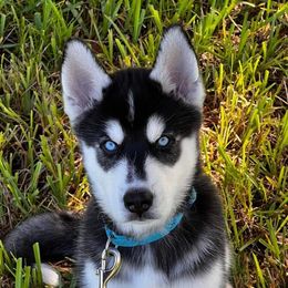 Siberian Huskies from Stephanie's Siberian Huskies