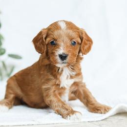 Mia - Red female Cavapoo puppy in Atglen, Pennsylvania from Smokey Hollow Puppies