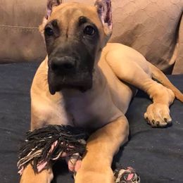 Great Danes from Blackgold Great Danes