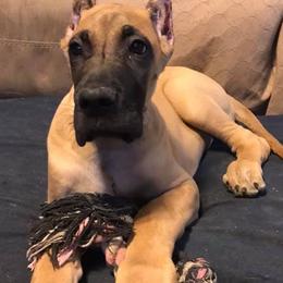 Great Danes from Blackgold Great Danes