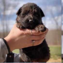 Ansel - Black and red male German Shepherd puppy in Lexington, Virginia from Stahlhaus ( Previously Buffelbach Farmstead Shepherds)