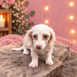 Female 1 - Piebald female Dachshund puppy in Glen St Mary, Florida from Little Pawz, LLC