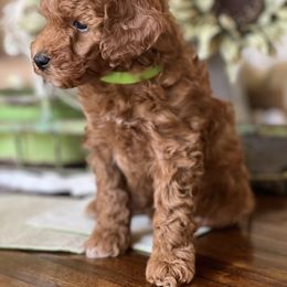 Poodle Puppies from Foxtrot Farm Poodles
