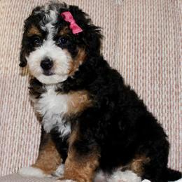 Kate-READY NOW - Tri-color female Bernedoodle puppy in Apple Creek, Ohio from Cuddle Paws