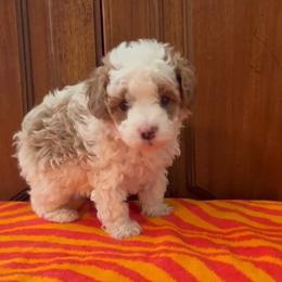Tucker - Tri-color male Cavapoo puppy in Cedar City, Utah from Pearson's Poodles