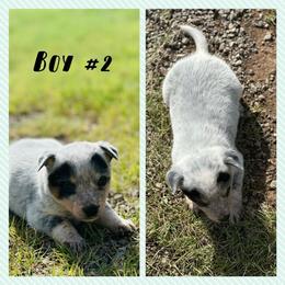 Boy 2 - Blue mottled male Australian Cattle Dog puppy in Prague, Oklahoma from S&B Cattle Co.