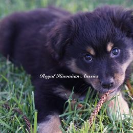 Aurora 🌅 - Miniature American Shepherd puppy from Royal Hawaiian Aussies LLC