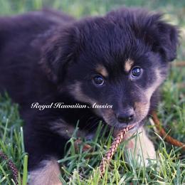 Aurora 🌅 - Miniature American Shepherd puppy from Royal Hawaiian Aussies LLC