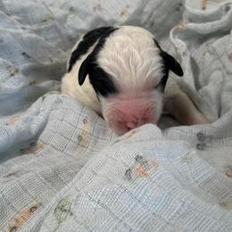 Skip - Black and white male Bernedoodle puppy in Willacoochee, Georgia from Kitandkboodle's Doodles