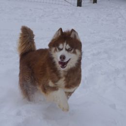 Riley - Siberian Husky