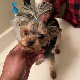 Yorkshire Terriers from Pooch Perfect Puppies