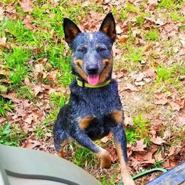 Maize - Australian Cattle Dog