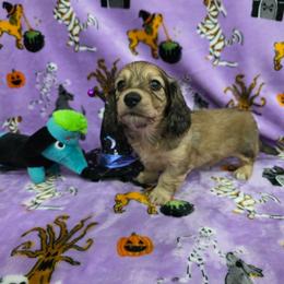Shaded cream 1 - Cream male Dachshund puppy in West Plains, Missouri from Spring Creek Dachshunds