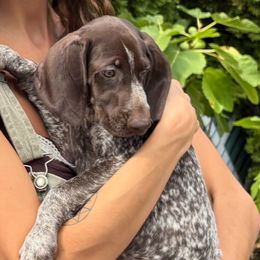 Puppy - Liver and white female German Shorthaired Pointer puppy in New Bedford, Massachusetts from Foot Hunter Kennel