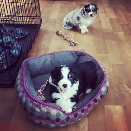 Australian Shepherd Puppies from Webb Farm Aussies