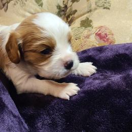 Willie - Blenheim male Cavalier King Charles Spaniel puppy in Antlers, Oklahoma from Stephenson Celtic Cavaliers