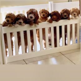Goldendoodle Puppies from Furever Doodle