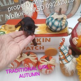 Autumn - Black and tan female Yorkshire Terrier puppy in Charlotte, North Carolina from Queen City Yorkies