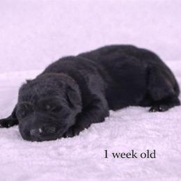 Black Collar - Black male German Shepherd puppy in Plumas Lake, California from Zwinger Vom Greifjäger