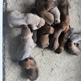 Boy 3 - Rd whtn blk nose male Rhodesian Ridgeback puppy in Greenville, Ohio from Masai's Pride Rhodesian Ridgbacks