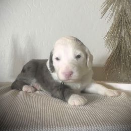 Black collar - Merle male Sheepadoodle puppy in Mesa, Arizona from Desert Sheepies and Doodles