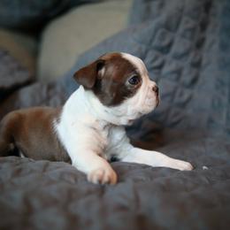 Seal and white - Seal and white female Boston Terrier puppy in Seguin, Texas from Campos Farms