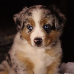 Skye (Now LILLY!), Blue Merle Female - Blue merle Miniature Australian Shepherd puppy in Ocala, Florida from Silver River Mini Aussies