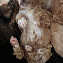 Poodle Puppies from Sarah's Poodles
