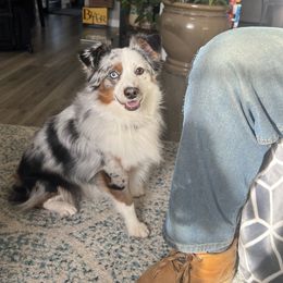 Miniature Australian Shepherd Puppies from Amberwood DD Aussies