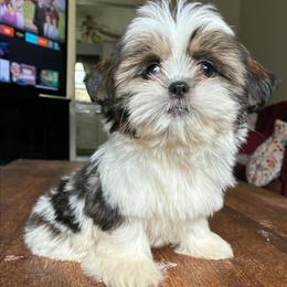 Jazmine - Brindle female Shih Tzu puppy in Stroudsburg, Pennsylvania from Puppyville Pa Shih Tzu & frenchies