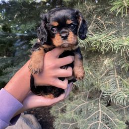 Cavalier King Charles Spaniel Puppies from Ruby’s puppies