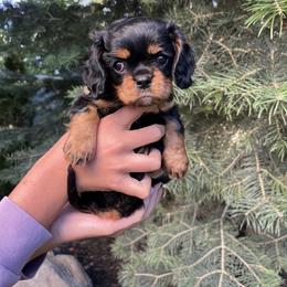 Cavalier King Charles Spaniel Puppies from Ruby’s puppies