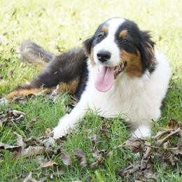 Kit Kat - Black tri-color female Australian Shepherd puppy in Victoria, Texas from Silvermist Australian Shepherds