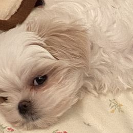 Maltese and Shih Tzus from BEH Puppies LLC