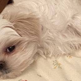 Maltese and Shih Tzus from BEH Puppies LLC