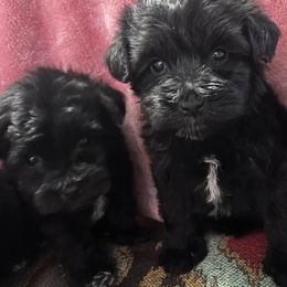 Miniature Schnauzers from Mike's Miniature Schnauzers