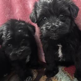 Miniature Schnauzers from Mike's Miniature Schnauzers