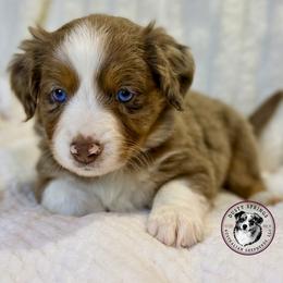 Scarlett - Red merle female Miniature Australian Shepherd puppy in East Berlin, Pennsylvania from Dusty Spring Australian Shepherds, LLC
