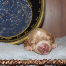 Cassiopeia - Gold female Australian Cobberdog puppy in Bellingham, Minnesota from Whispering Prairie Australian Cobberdog
