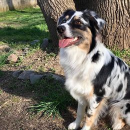 Australian Shepherds from Golden Aussies