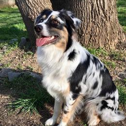 Australian Shepherds from Golden Aussies