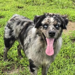 Sullee - Blue merle male Miniature Australian Shepherd puppy in Patterson, North Carolina from DreamLine Aussies