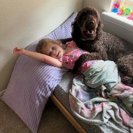 Double Doodle, Goldendoodle, and Labradoodle All Grown Up from Godley Doodles Of Texas