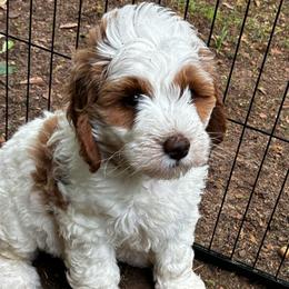 Poppy - female Golden Mountain Doodle puppy in Travelers Rest, South Carolina from Bailey Mountain Doodles