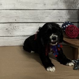 Cocker Spaniel Puppies from K&M crocker Spaniels
