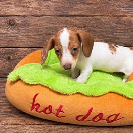Pup 1 - 1500 - Piebald male Dachshund puppy in Williston, Florida from Teenie Weenie Dachshunds