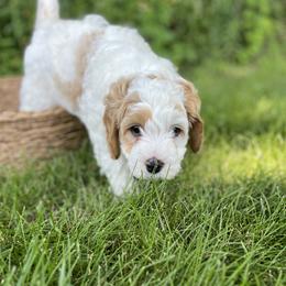 Cavapoo puppies from Hart’s Cavapoos