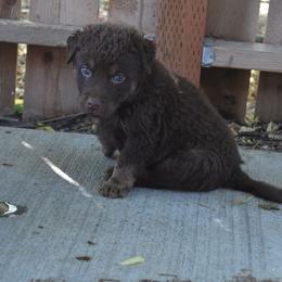 Blossom - Brown female Chesapeake Bay Retriever puppy in Soap Lake, Washington from Desert Oasis Kennels