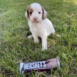 Goldendoodle and Shichon Puppies from Kinzor Kennels