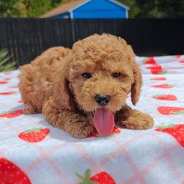 Levi - Red male Cavapoo puppy in Dallas, Texas from Halo's Heroes Doodles